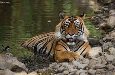 ranthambore-national-park